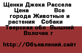 Щенки Джека Рассела › Цена ­ 10 000 - Все города Животные и растения » Собаки   . Тверская обл.,Вышний Волочек г.